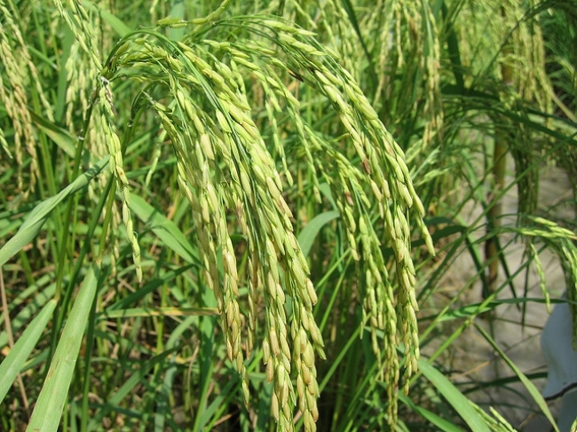 THE NEW blast-resistant jasmine rice shortly before harvest. (Photo: Ubon Ratchathani Rice Research Center)