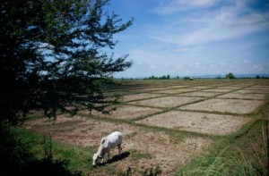 A lack of rain in the northern Philippines in July and August 2007 meant that many farmers’ rice fields—such as these in Isabela Province—remained empty. (Photo: Ariel Javellana)
