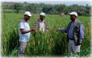 The authors (from left to right, Dr. Zenna, Mr. Gebre-Tsadik, and Dr. Berhe) inspect rice plants in Chewaka, one of the best riceproducing areas in Ethiopia. (Photo: Birhane Gobezai)