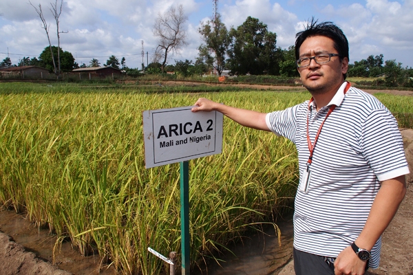 DR. SAITO'S WORK has led to a refocus of upland rice breeding work at AfricaRice, which now includes aus and indica materials.