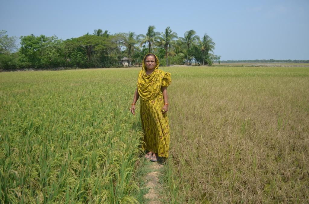 A farmer stands in the middle of a field showing salt-tolerant rice variety (left) and damaged non-salt-tolerant rice variety (right).