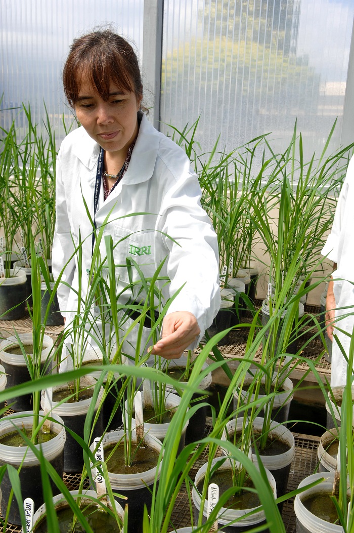 (Photo: IRRI)