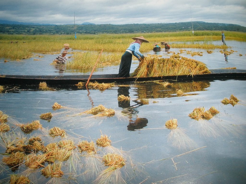 One of the strategies used by CURE to promote cropping systems innovations and farmer-preferred varieties is demonstration activities with the help of local extension agents. (Photo:I RRI)