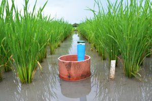 WITH ITS partners, IRRI is working on upgrading the AWD technology. (Photo: IRRI)