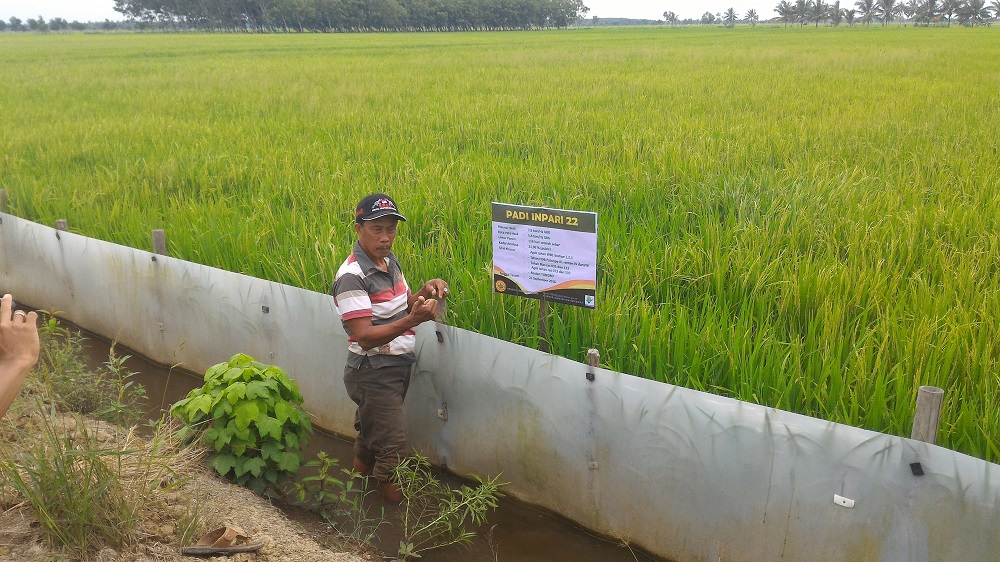 Pak Subarjo proudly shares his field, which harvested its third cropping in January 2017. (Photo by Budi Raharjo, AIAT, Indonesia)