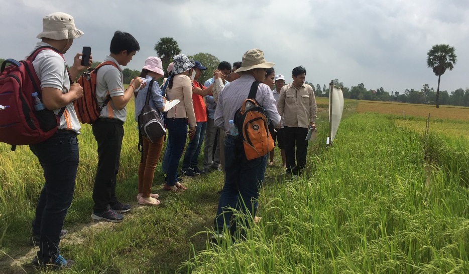 Mr. Chou Cheythyrith, EPIC project partner from GDA, (facing camera) explains the experiment on Trichoderma and pest-resistant rice varieties to visiting farmers and representatives from various NGOs, and public and private institutes. (Photos: EPIC project)