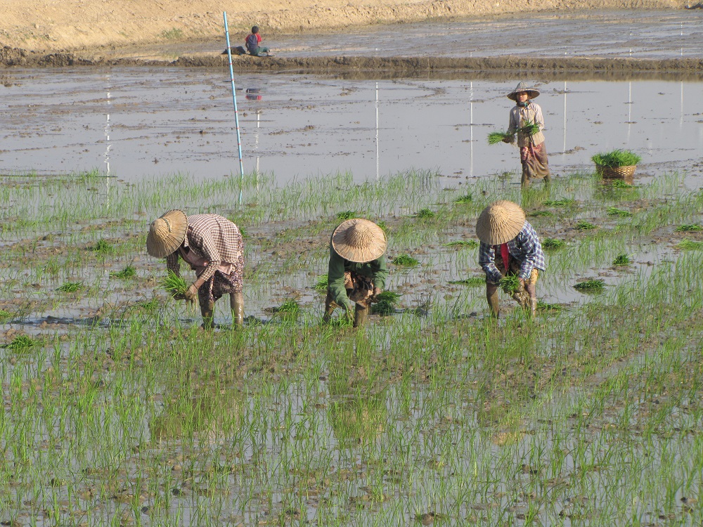 SMALLHOLDER FARMERS in lower Myanmar have struggled with low yield and income from rice farming. ACIAR's MYRice program has brought these farmers together to become partners in agricultural development. (Photo: Grant Singleton, IRRI)
