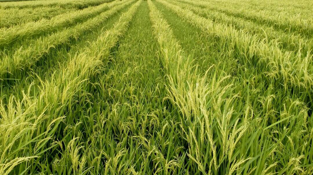 The production of hybrid rice seed is essential in increasing its cultivation to maintain India's food security. (Photo by Prakashan Chellattan Veettil, IRRI India)