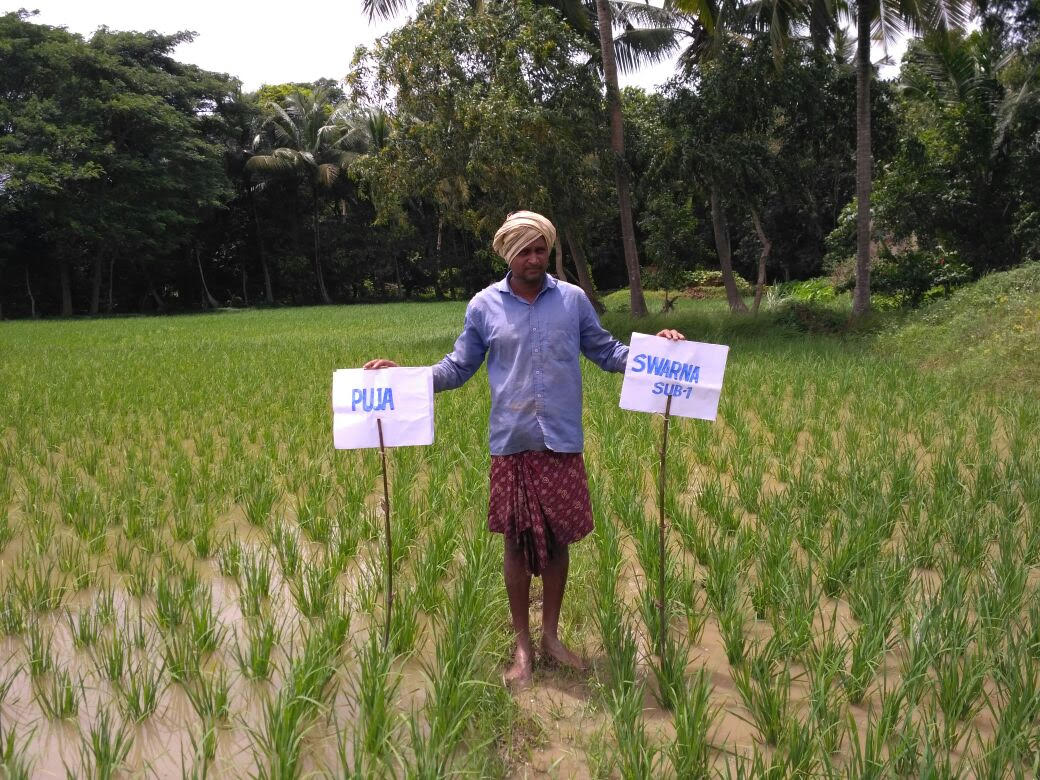 Photo: IRRI-India