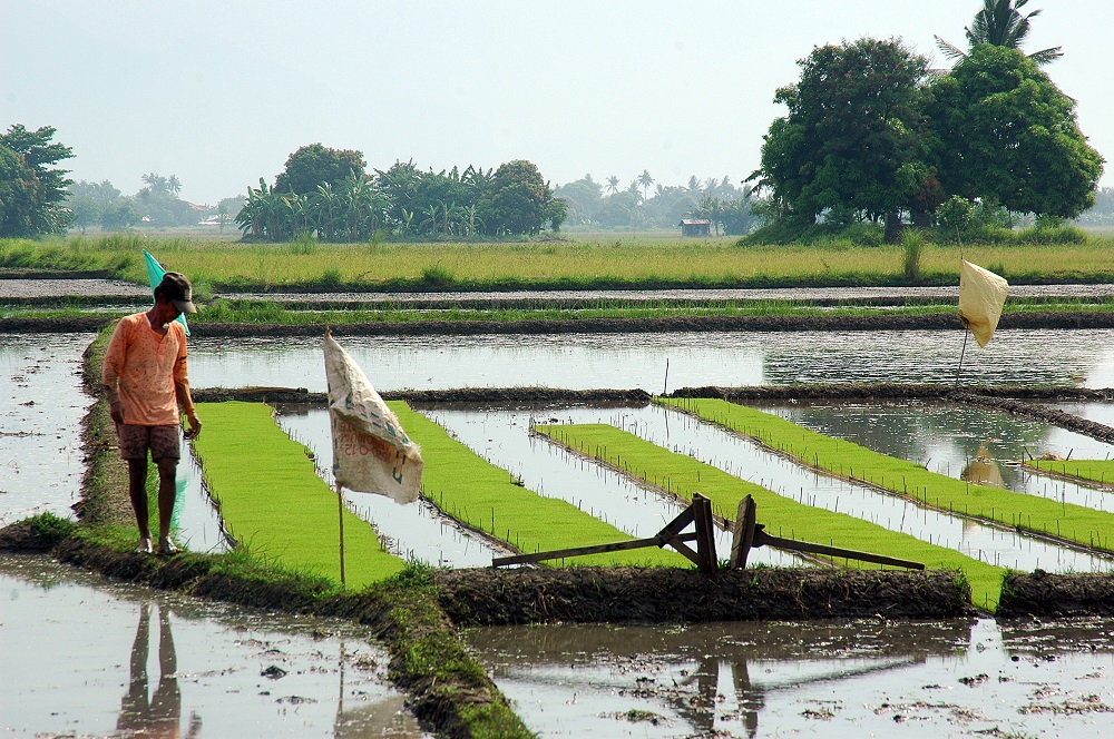 A farmer in the Philippines checks his "dapog" or seedbed if it is ready for transplanting . The carpet like dapog can be transplanted within 10-14 days old. (Photo by Raymond Panaligan, IRRI)
