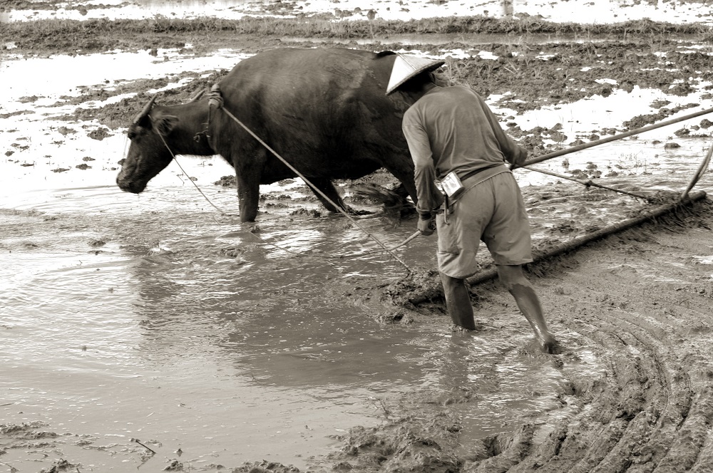 A Filipino farmer harrowing a paddy field using a water buffalo. (Photo: IRRI)