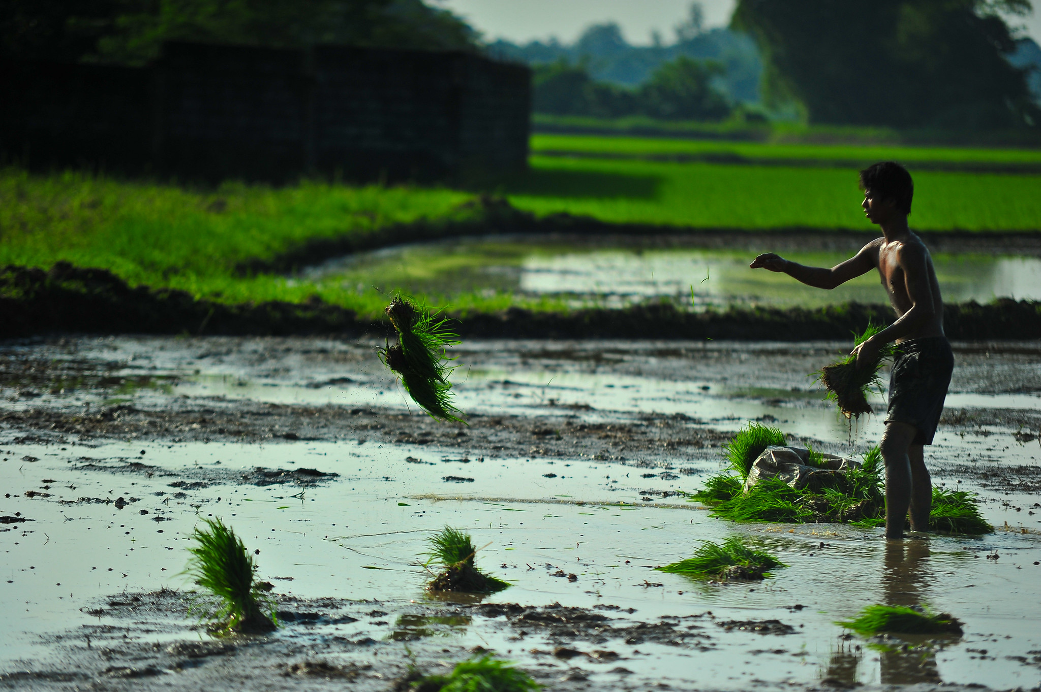 In the olden days, transplanting rice was based on the position of the moon as well as the ocean tides. Today, farmers transplant seedlings at 15–30 days after seeding in the nursery. (Photo by I. Serrano, IRRI).