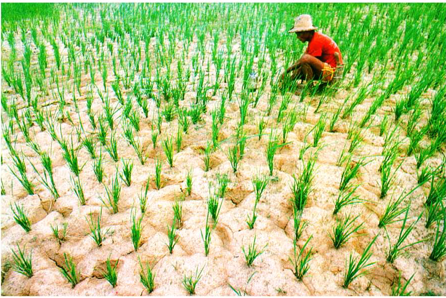 IRRI is working to develop varieties and management practices for farmers who toil in harsh economic and physical environments. (Photo: IRRI)